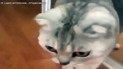 Кот увидел себя в зеркале и офигееел