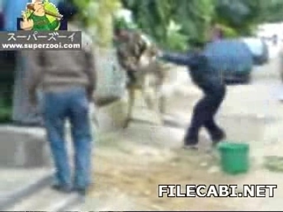 Mort de rire l'attaque du taureau.