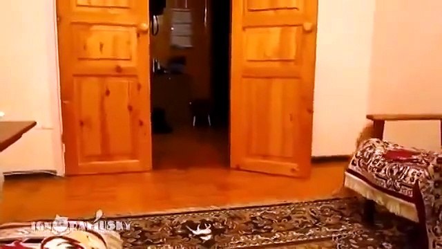 Реакция кота на звук прыжка в Марио