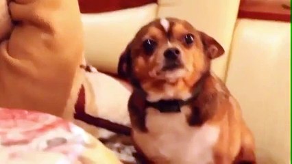 Собаку ругают