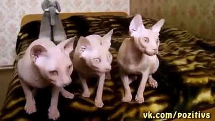 Вот это я понимаю хор!!!)))