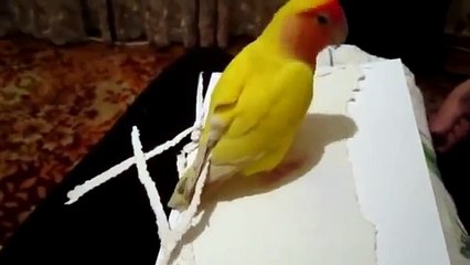 Гламурный попугай делает себе новые перья )