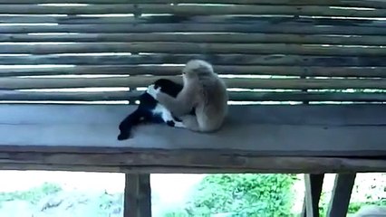Кот против Обезьяны))