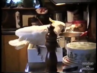 Parrot Feeding Dog