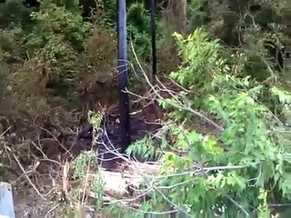 Ryan Dunn & Zachary Hartwell Die in Fiery Crash in West Chester, PA!