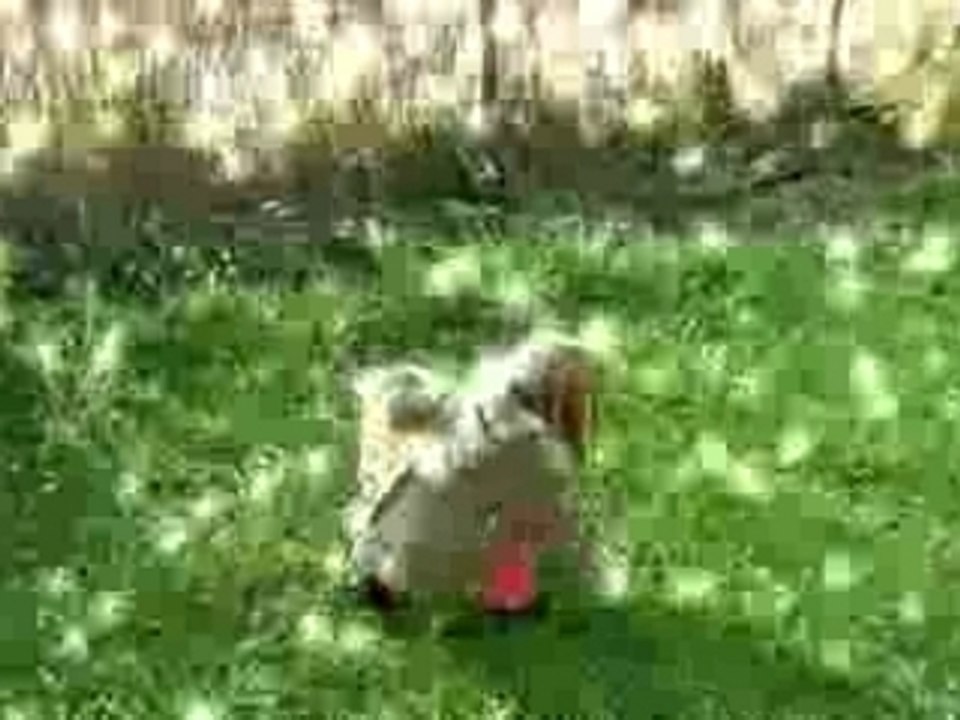 Nova - Paques 2007