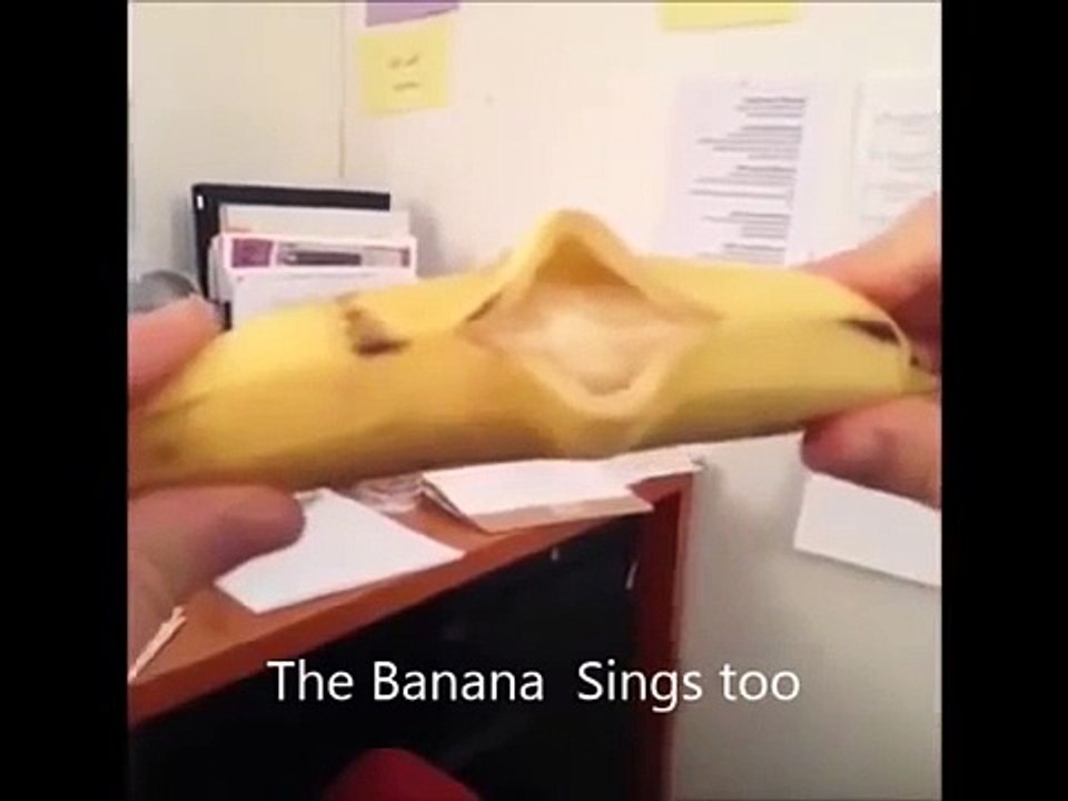 Best Vines 2015