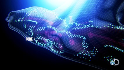 The Secret Weapon of Hammerheads