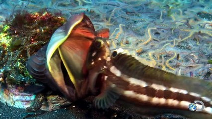 The Neon Green Swell Shark