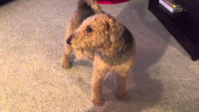 Un chien sans cordes vocales aboie