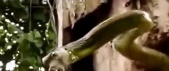 شاهد ماذا حدث حينما وجد طائر نقار الخشب ثعبان داخل عشه