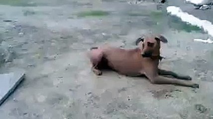 كلب يقفز في الماء لإنقاذ رجل مؤثر جدا