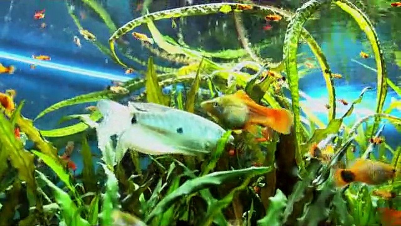 Mon aquarium
