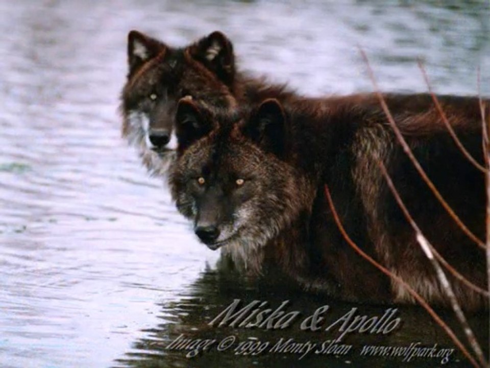 Pour le groupe Autochtones en images et loups*