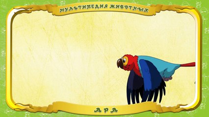 Мультипедия животных Буква А Ара.