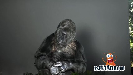 Koko the gorilla who can talk with humans