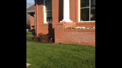 Baby ducks leap off the ledge to reach mom! Until the runt of the family gets a little too scared...