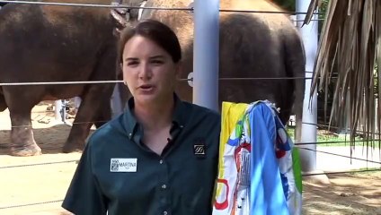 Baby Elephant Baylor Needs a New Pool