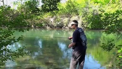 La truite aux poissons nageurs