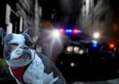 French Bulldog Excels as a Corrupt Police Force Member