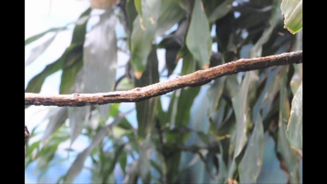 Baby elephant, Tupelo down for the count Moonwalking Mannakin Bird
