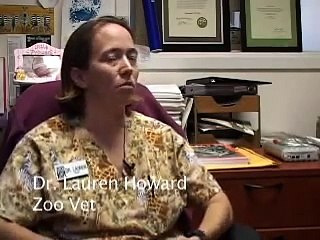 Giant Baby Anteater Born at Houston Zoo