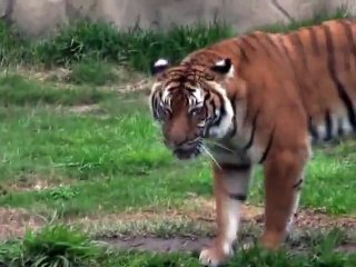 Hana the Tiger - New Female Tiger Joins the Houston Zoo