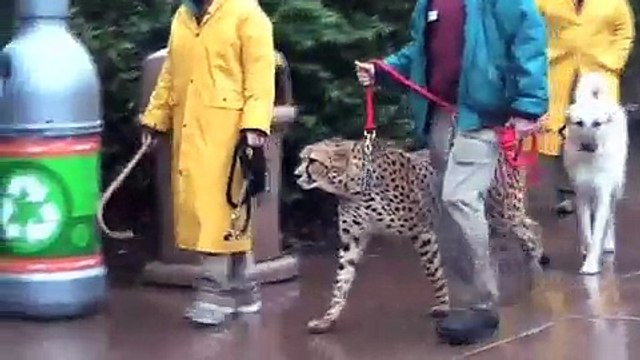 In the Snow׃ Cheetahs, Giraffes, & Elephants