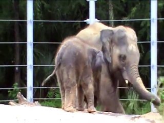 Tucker Tantrum - baby elephant at the Houston Zoo
