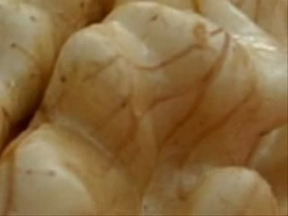 Cerveau Féminin grandeur nature