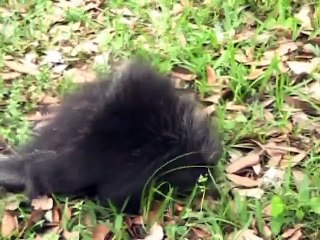 Baby Porcupine “Oscar“ at the Houston Zoo