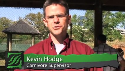 African Wild Dogs Get Their Goat