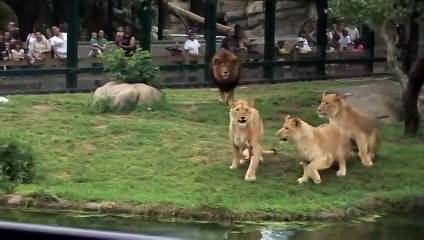 Polar Bear Trip Lions Get Bones!