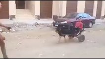 Egyptian Creations, Egyptian child uses dog drag syaratt