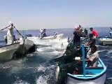 Fishes Jumping On The Boats In Sea