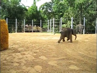 Baylor Plays With a few “Toys“  Polar Bear Trip