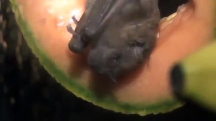Fruit & Nectar Bat Feeding at the Children's Zoo