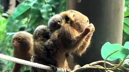 Tiny Twins׃ Baby Pygmy Marmosets   Polar Bear Trip