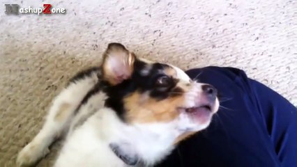 Top 10 Cutest Puppies Howling Compilation 2015
