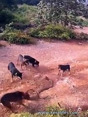Huge King Cobra Vs a Pack of Domestic Dogs
