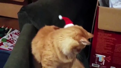 A cat fights with a Christmas cap on his head