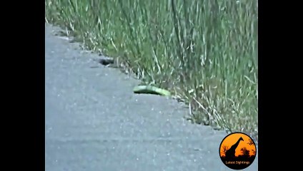 Incredible Snake Behaviour! Some Amazing Moves - Latest Sightings
