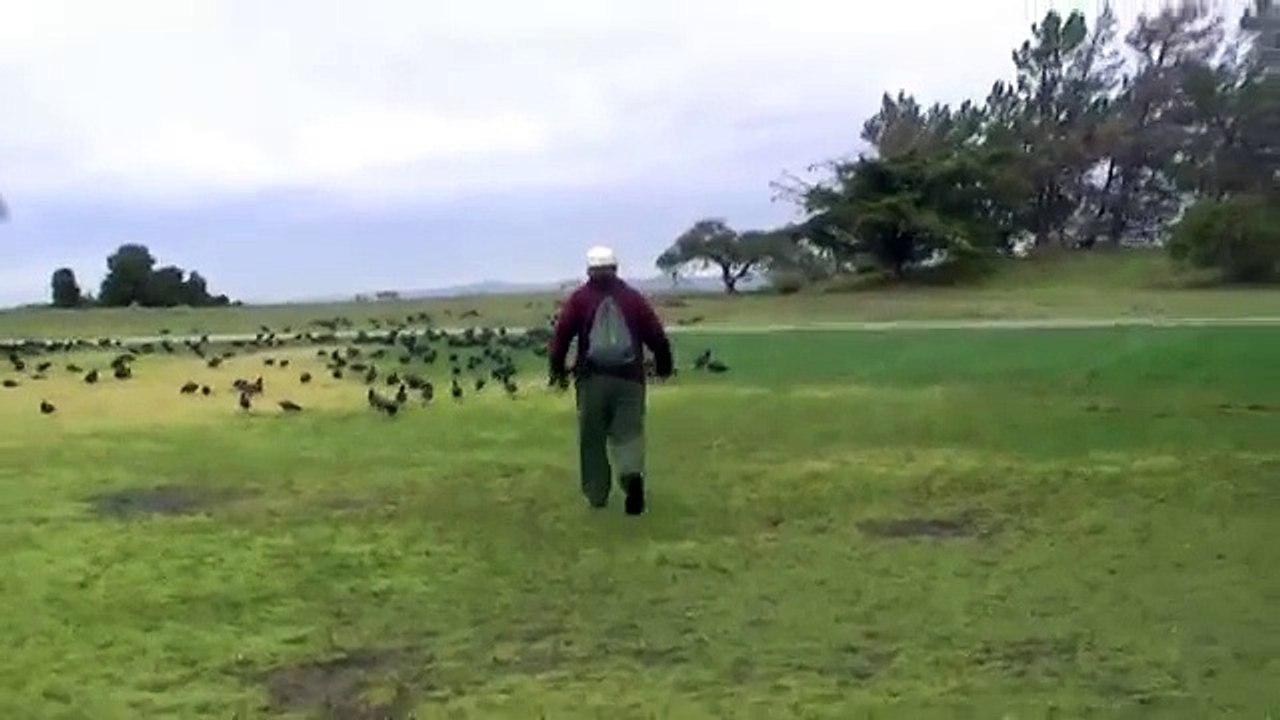 Жизнь перелётных гусей!