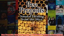 Bee Propolis Natural Healing from the Hive Natures Remedies