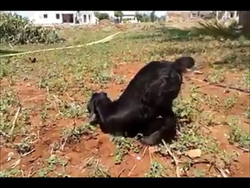 জীবনের মুল্য এ প্রানীটাই বুজে