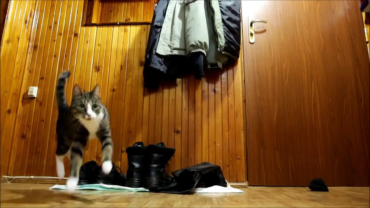 Day with Cats