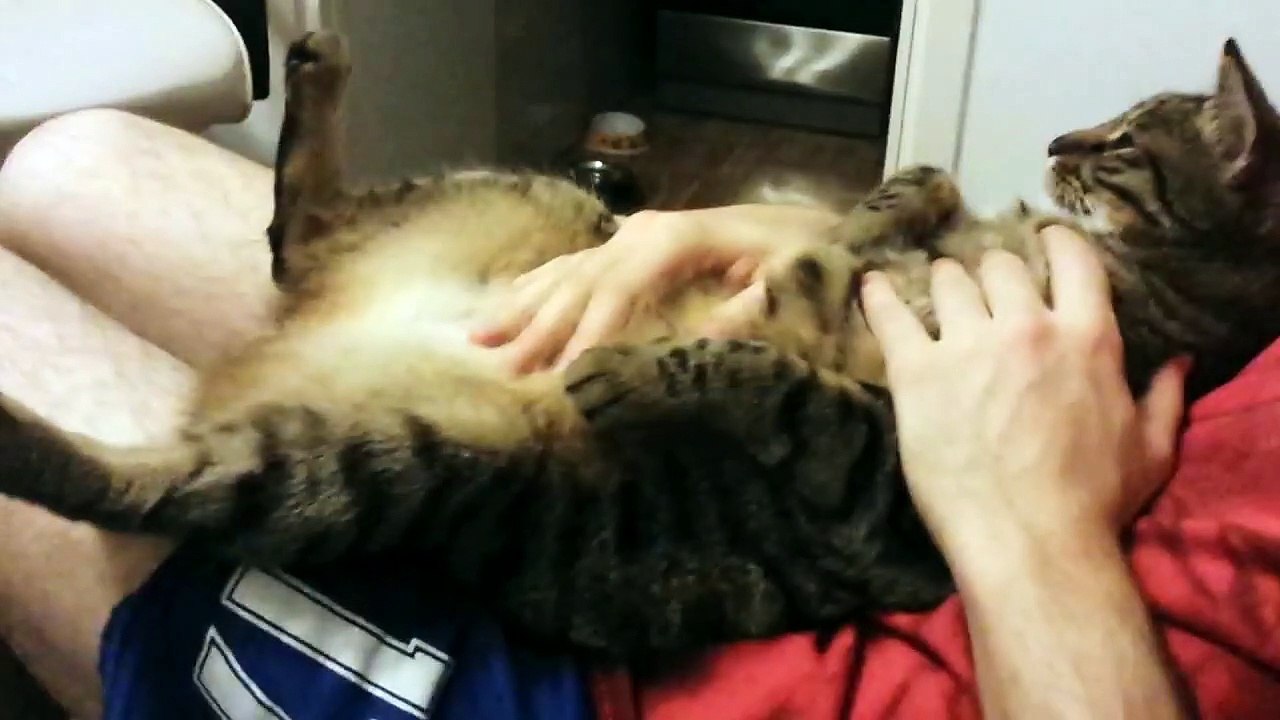 Watching TV with My Cats (first one is sitting like a human)