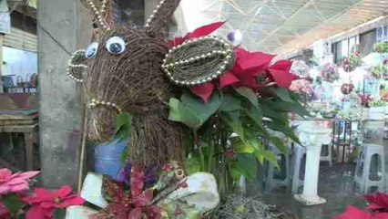 La flor de Nochebuena, símbolo de la Navidad mexicana