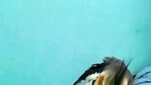 VID_28501212_201516.mp4