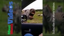 World's Most Funny Zebra Talking in Man Voice